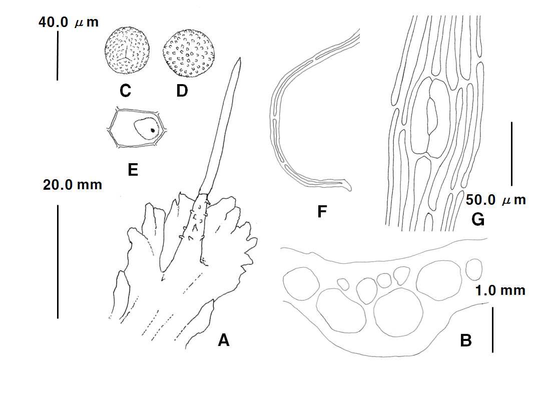 Folioceros D.C. Bhardwaj. (Folioceros fuciformis (Mont.) D.C. Bhardwaj). A. plant; B. cross-section of thallus; C-D. spores; E. epidermal cells of thallus(dorsal); F. elaters; G. stomata. Scale bars: 20.0 ㎜(left) for A; 10.0 ㎜ for B; 40.0 ㎛ for C-F; 50.0 ㎛ for GF.