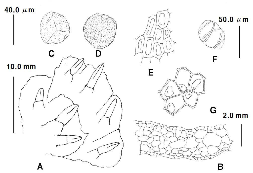 Notothylas Sull. ex A. Gray (Notothylas orbicularis (Schwein.) Sull.). A. plants; B. cross-section of thallus; C-D. spores; E. cells of capsule; F. elaters; G. epidermal cells of thallus(dorsal). Scale bars: 10.0 ㎜ for A; 20.0 ㎜ for B; 40.0 ㎛ for C-D; 50.0 ㎛ for E-G.