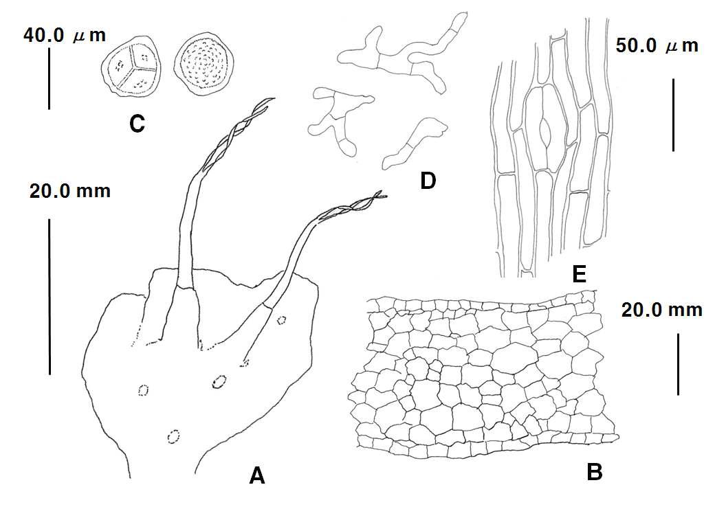 Phaeoceros Prosk. (Phaeoceros carolinianus (Michx.) Prosk.). A. plants; B. cross-section of thallus; C. spores; D. elaters; E. stomata of capsule. Scale bars: 20.0 ㎜(left) for A; 20.0 ㎜ (right) for B; 40.0 ㎛ for C-D; 50.0 ㎛ for E.