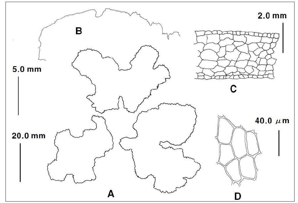Megaceros Campb. (Megaceros flagellaris (Mitt.) Steph.). A. plant; B. apex of thallus; C. cross-section of thallus; D. epidermal cells of thallus(dorsal). Scale bars: 20.0 ㎜(left) for A; 20.0 ㎜(right) for C; 50.0 ㎜ for B; 40.0 ㎛ for C.