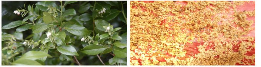 모새나무 꽃과 종자 사진