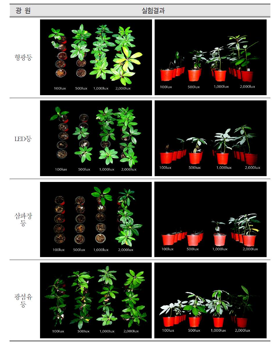 광원별, 광도별 굴거리나무의 실험결과