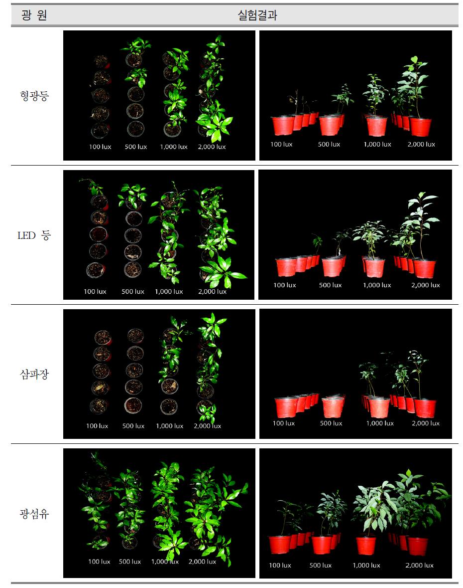 광원별, 광도별 녹나무의 실험결과