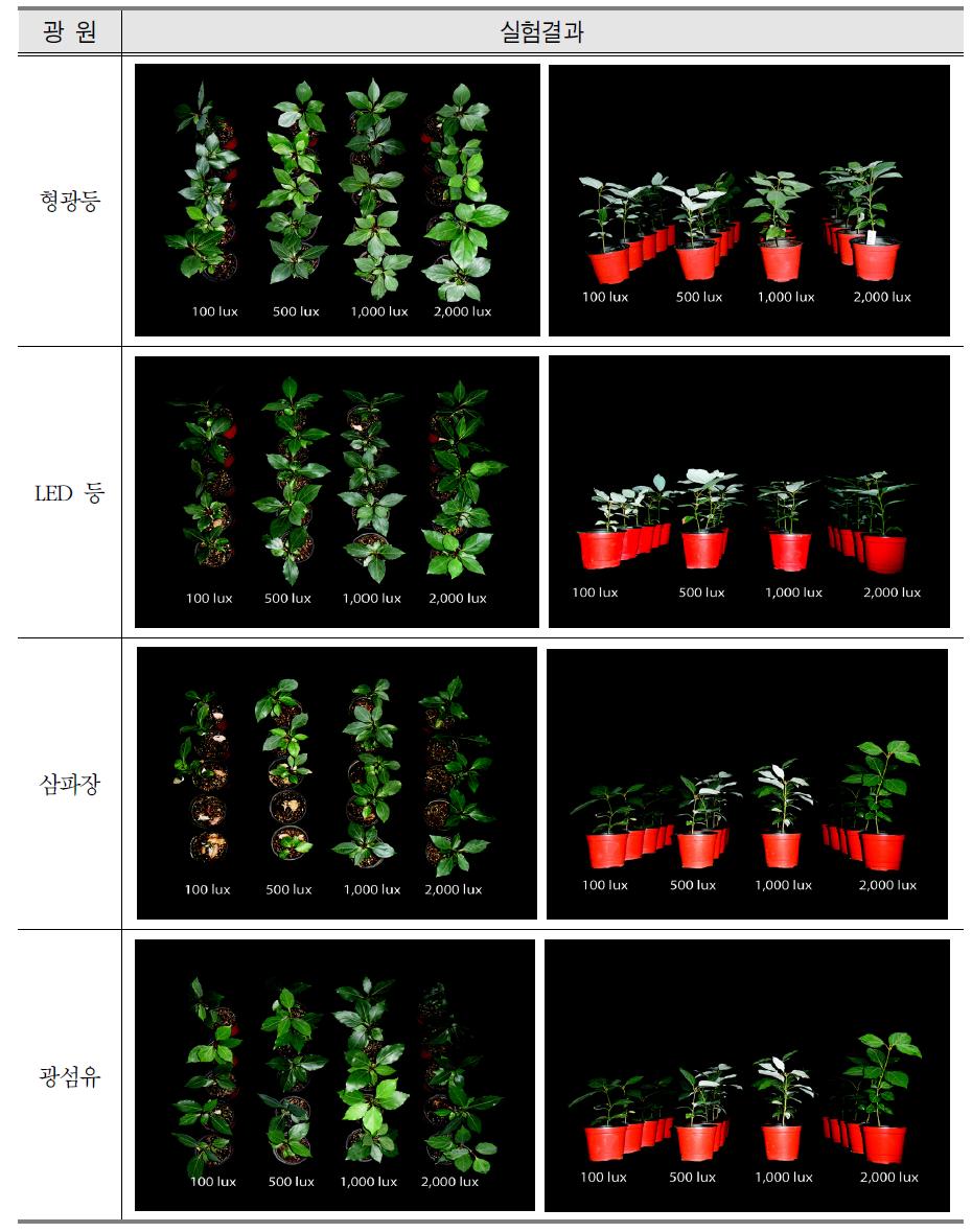 광원별, 광도별 참식나무의 실험결과