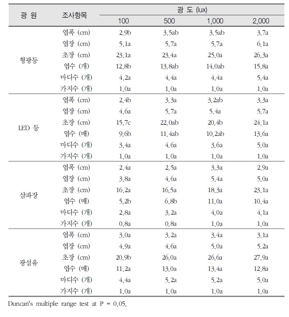 광원별, 광도별 참식나무의 형태적 특성