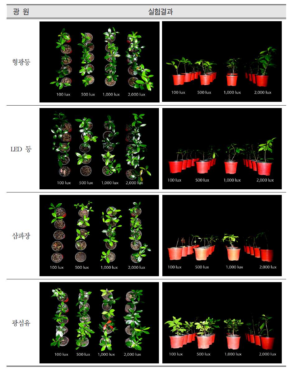 광원별, 광도별 후피향나무의 실험결과