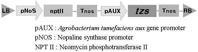 백합나무 형질전환에 사용된 유전자벡터 모식도