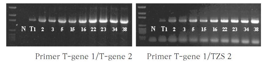 백합나무 형질전환체의 genomic DNA PCR 확인