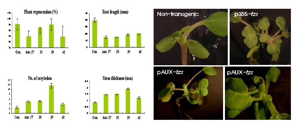 형질전환체와 비형질전환체의 생장 요소(좌) 및 양상(우) 비교