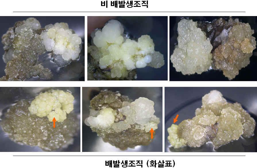 백합나무 미숙종자배 유래 비배발생조직과 배발생조직 비교