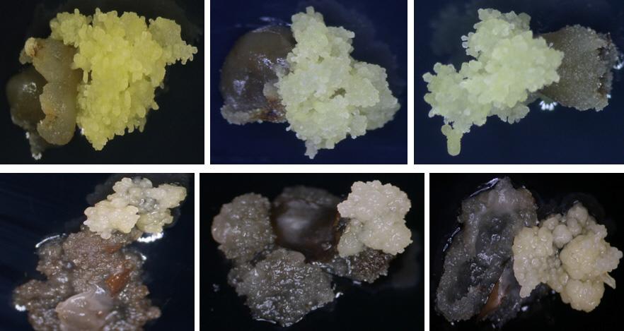 백합나무 미숙종자로부터 배발생조직 유도 모습