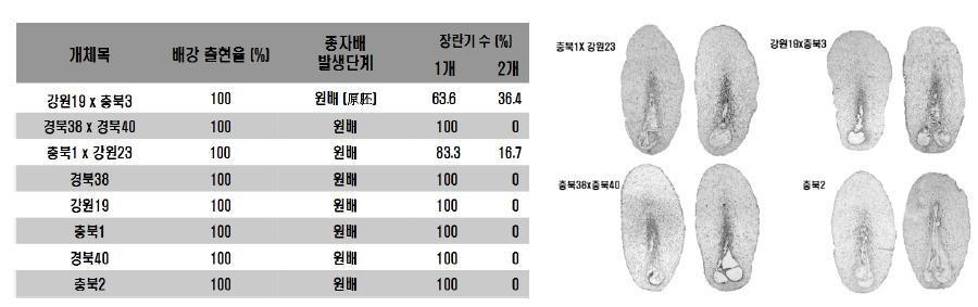 소나무 종자배 발달 단계(좌) 및 종자 미세섹션 비교(우)