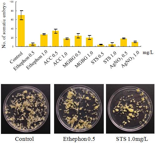 에틸렌발생 억제제 처리에 따른 체세포배 유도 수 비교
