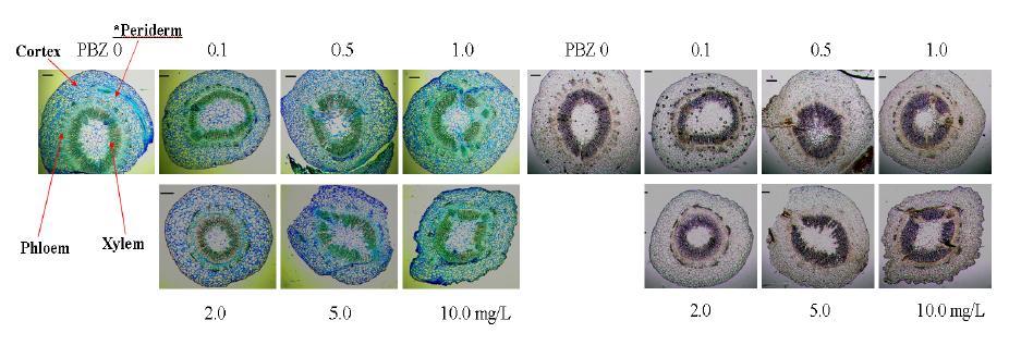 PBZ 농도 별 처리 순화묘의 조직해부학적 비교