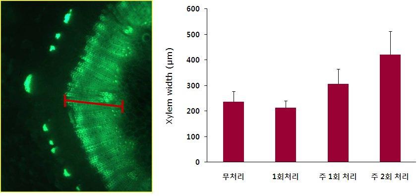 Ethephon처리 14주 후 목부형성 비교