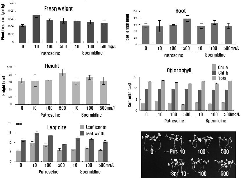 Polyamine 종류 및 농도에 따른 발아묘의 생장비교
