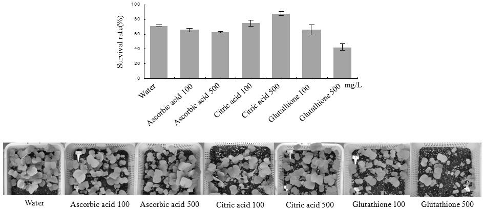 항산화제 처리에 따른 순화묘 생존율 비교