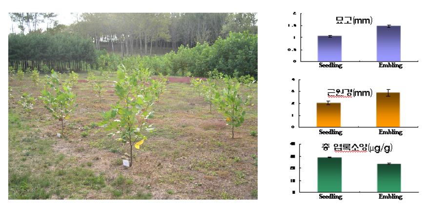 수원 가림리 지역의 실생묘 및 배양묘간의 생장 비교