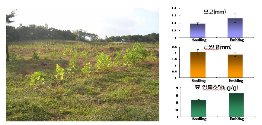 수원 오목천 지역의 실생묘 및 배양묘간의 생장 비교