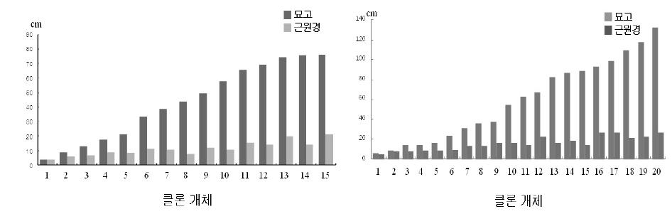 보급 클론묘의 묘고 및 근원경 생장 비교