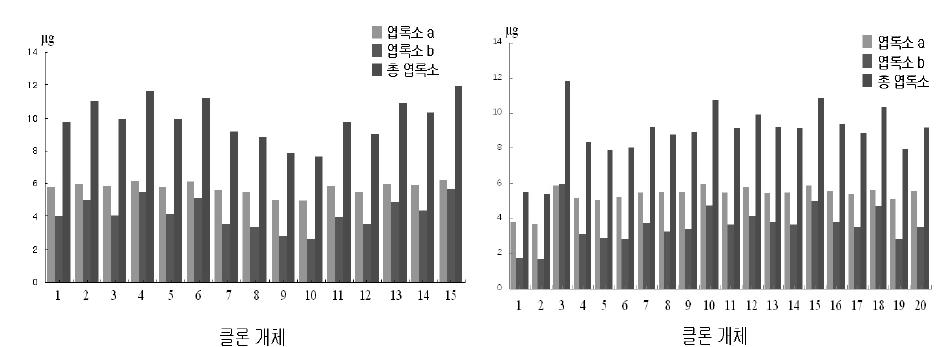 보급 클론묘의 엽록소 함량 비교