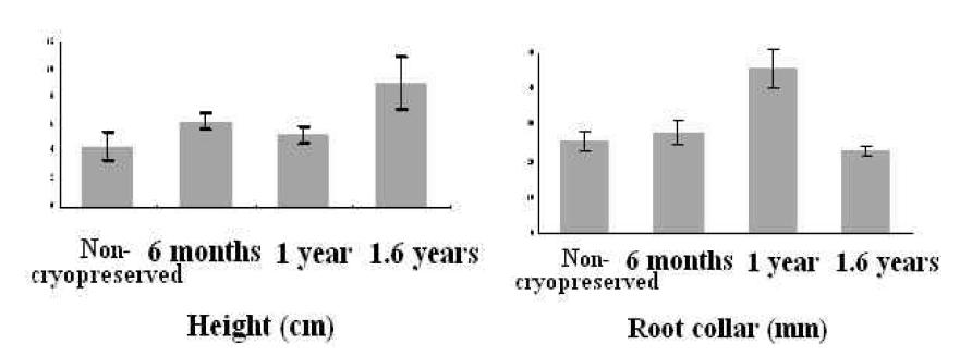 초저온보존 기간 별 유래 순화묘 생장량 비교(좌: 묘고, 우: 근원경)