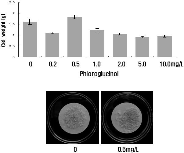 백합나무 배발생조직 초저온보존 시 phloroglucinol 첨가 효과