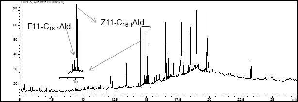 회양목명나방의 복부 추출물의 gas chromatogram