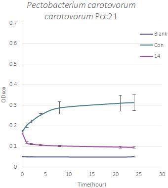 Pectobacterium carotovorum carotovorum Pcc21을 대상으로 직접 접촉에 의한 항세균 활성 효과