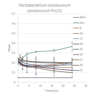 Pectobacterium carotovorum carotovorum Pcc21을 대상으로 직접 접촉에 의한 식물체 정유 분리성분의 항세균 활성 효과
