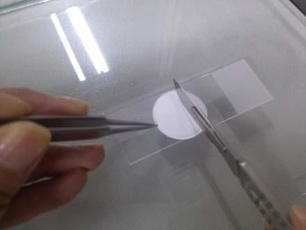 Cutting of sample