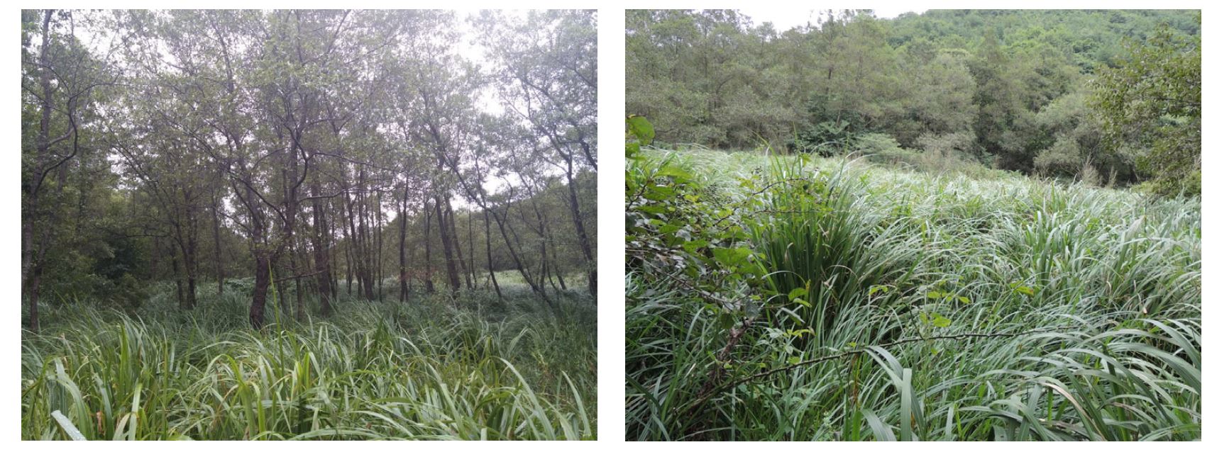 Okcheonri wetland. (L) Alnus japonica community (R) Molinia japonica community