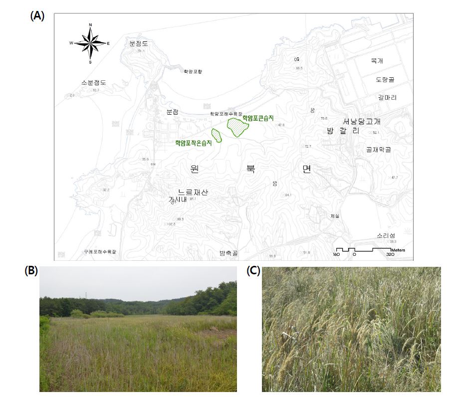 Hakampo wetland. (A) Location map of wetlands (B) Landscape (C) Calamagrostis epigeios community