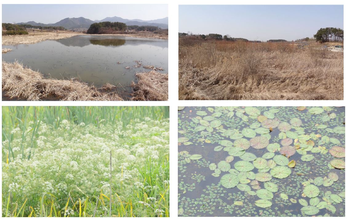 Landscape of wetland.