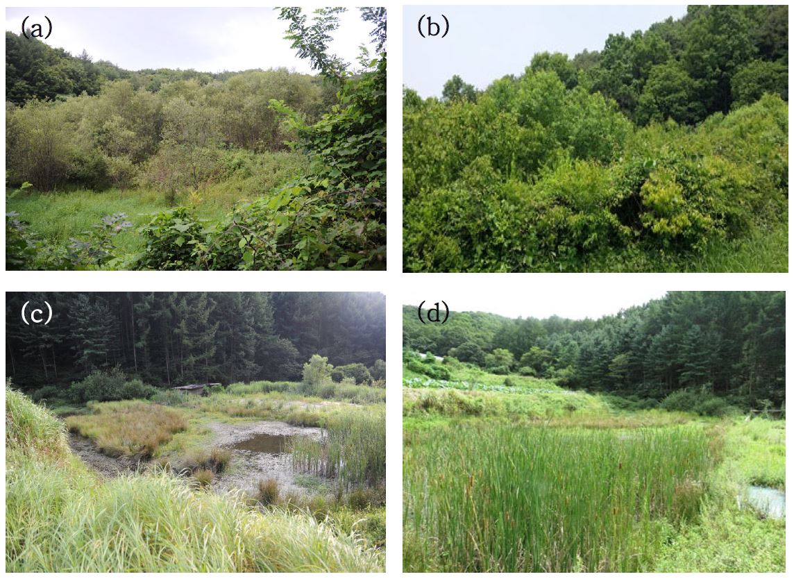 (a) Guamri wetland, (b) Gangdangri wetland (Acer tataricum), (c) Yongsulri wetland and (d) Typha orientalis community.