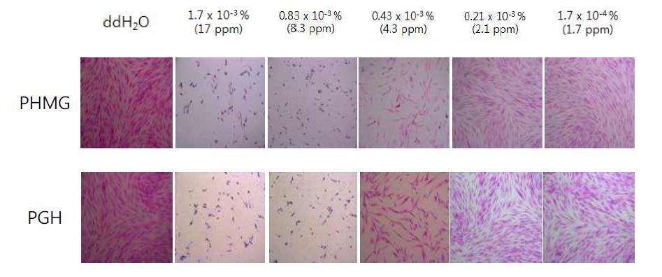 PHMG와 PGH를 처리한 사람 피부세포 – H&E (Hematoxyliln & eosin) 염색 (p = 8, × 100)