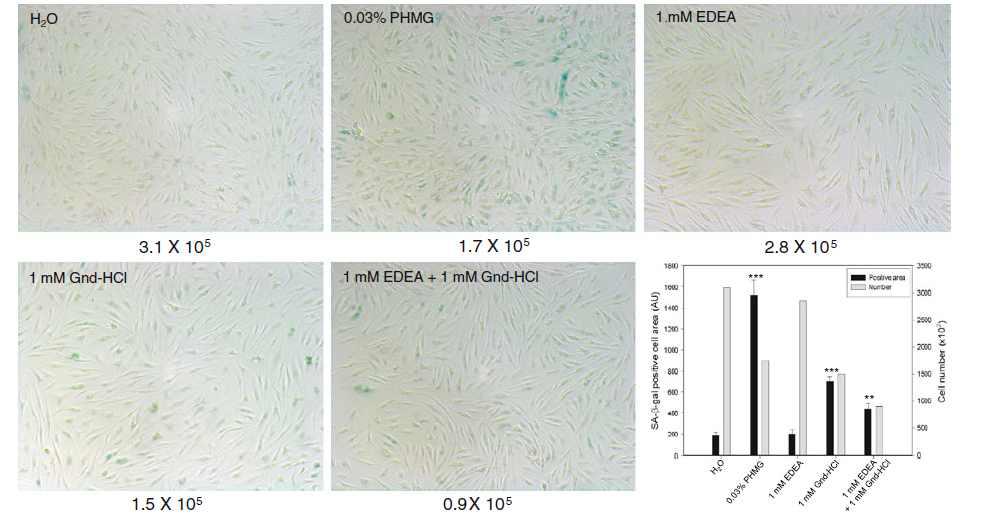 HDF (Human dermal fibroblasts)에서의 세포 노화 확인