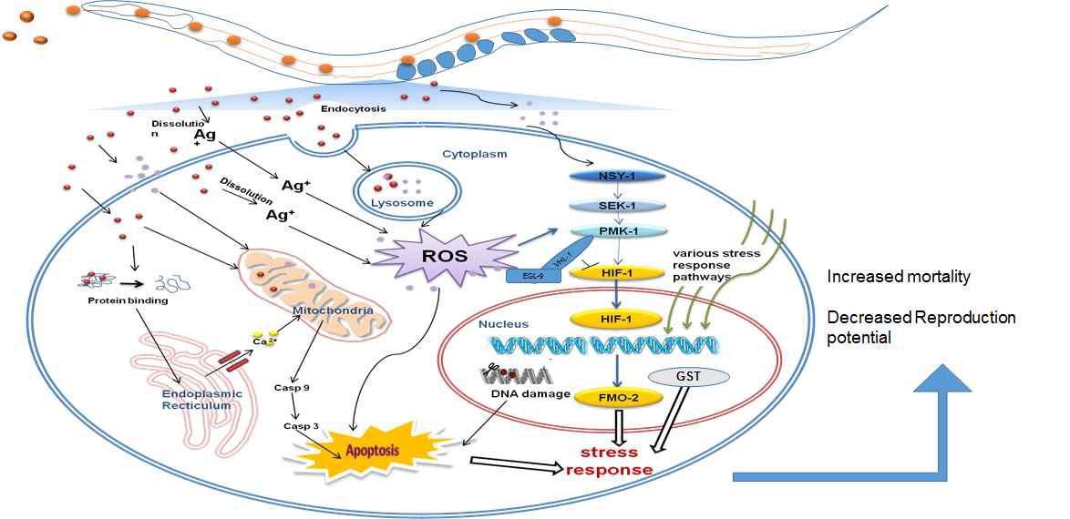 C. elegans에서의 은 나노물질 노출에 대한 AOP 모식도