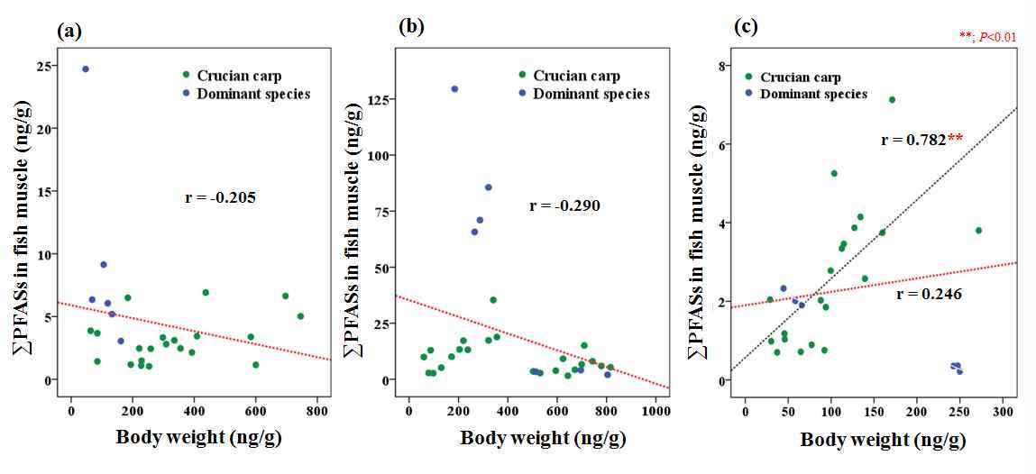 Correlation between total weight and PFASs concentrations in the muscle of crucian carp