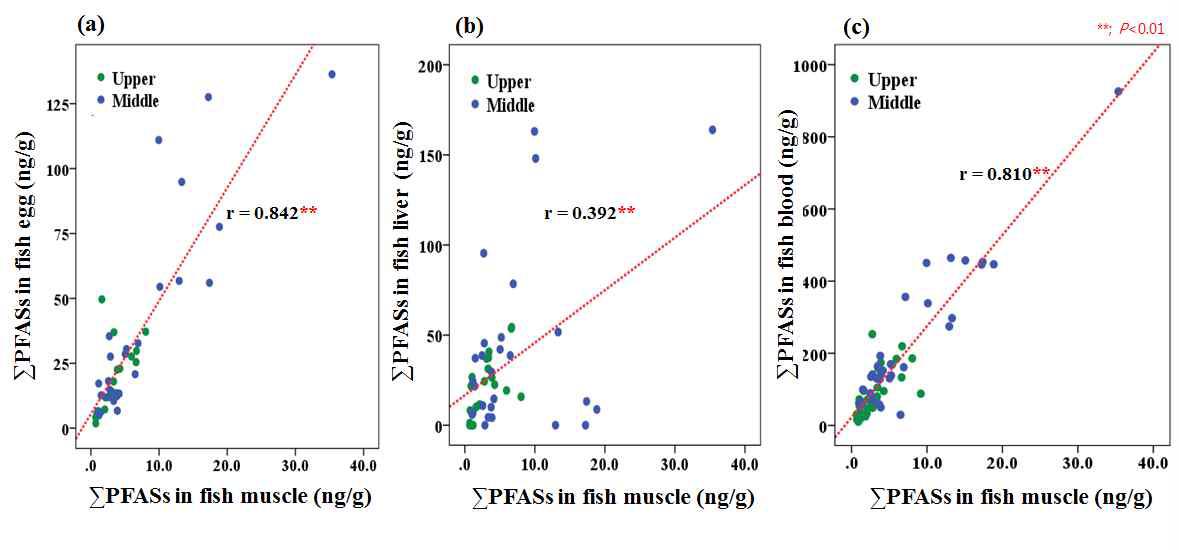 Correlation between fish muscle and other fish tissue of PFASs concentration