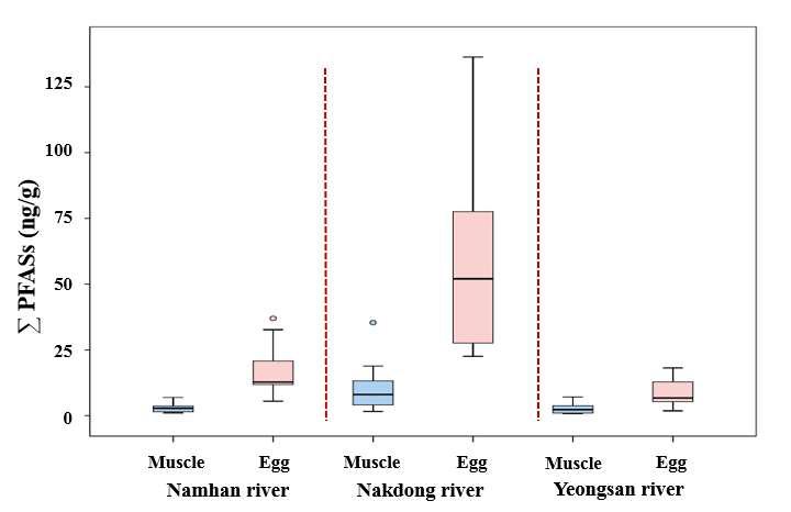 Level of total PFASs in crucian carp muscle and egg samples.