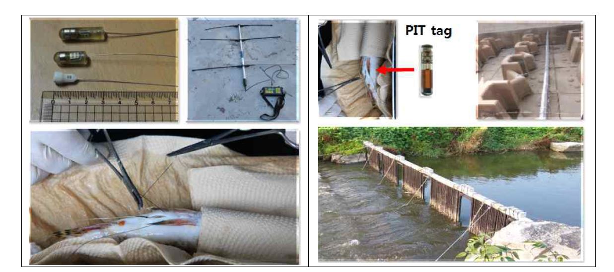 Radio tag and PIT tag application