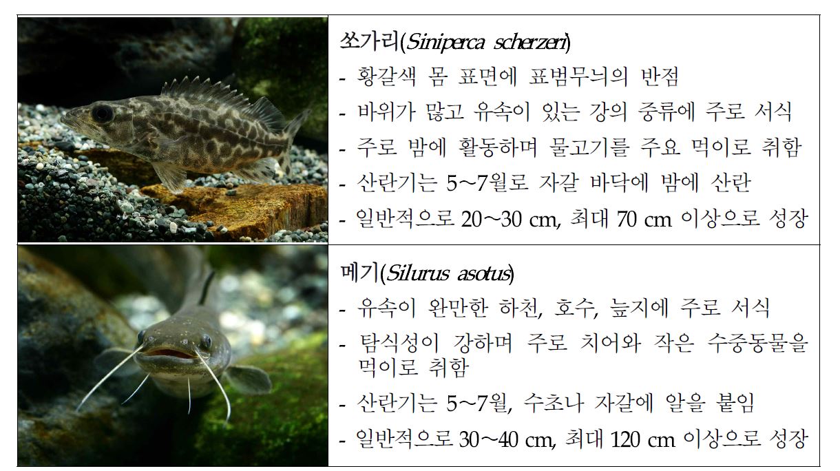 Ecological characteristic of Siniperca scherzeri (Ss) and Silurus asotus (Sa)