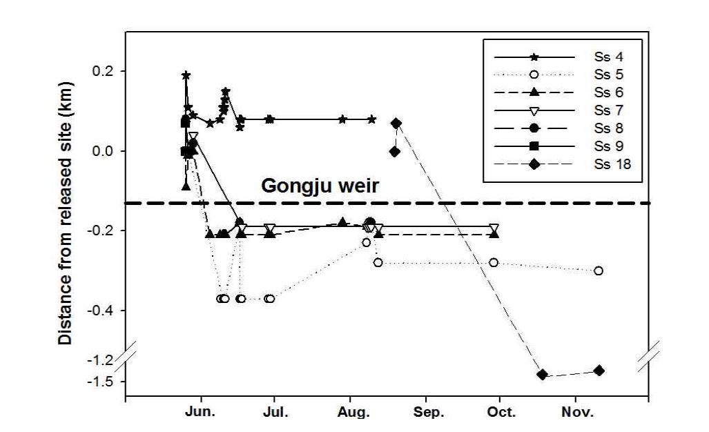 Migration patterns of S.scherzeri (Ss 4 ~ Ss 9, Ss 18) released at upper part of Gongju weir