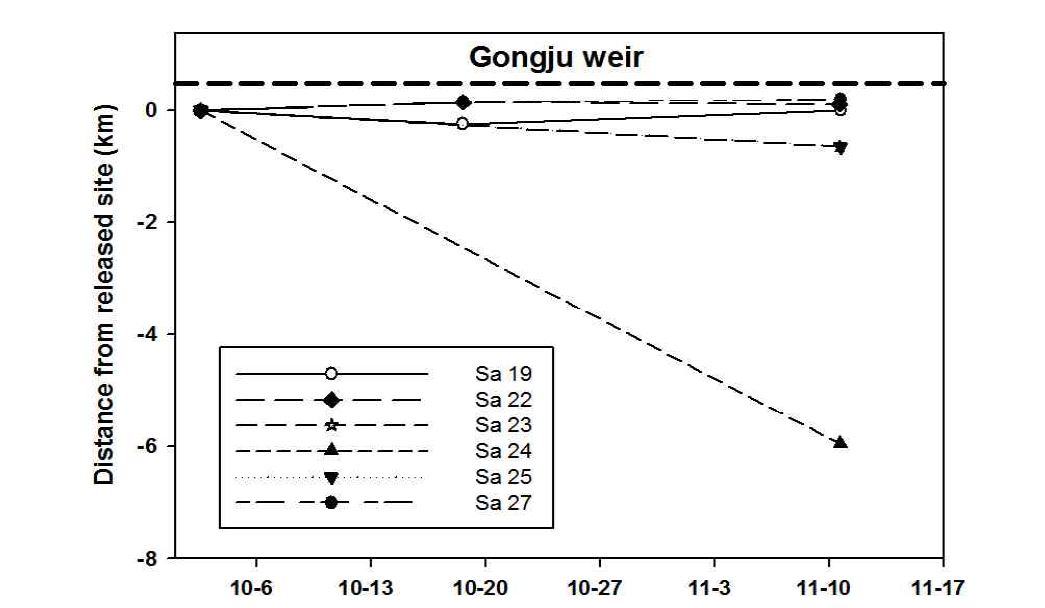 Movement pattern of S. asotus released at lower reaches of Gongju weir