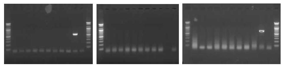 참굴 질병 검사를 위한 PCR 사진