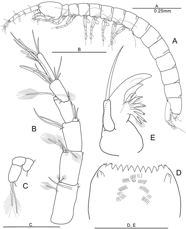 Arisubathynella hongcheonensis Park and Cho, 2015 (모식표본: ♀): (A) 일반체형(측면); (B) 제일촉각(등면); (C) 제이촉각(등면); (D) 상순(배면); (E) 대