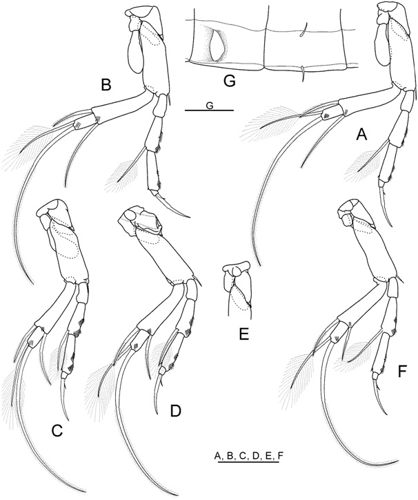 Arisubathynella hongcheonensis Park and Cho, 2015 (모식표본: ♀; 부모식표본: ♂): (A) 흉각 III ♀(정면); (B) 흉각 IV ♀(정면); (C) 흉각 V ♀(정면);