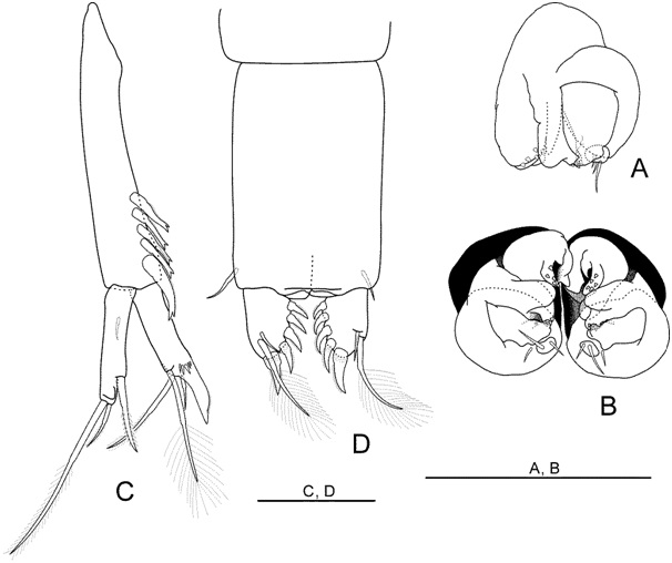 Arisubathynella hongcheonensis Park and Cho, 2015 (모식표본: ♀; 부모식표본: ♂): (A) 흉각 VIII ♂(측면); (B) 흉각 VIII ♂(배면); (C) 미각 ♀(등면);