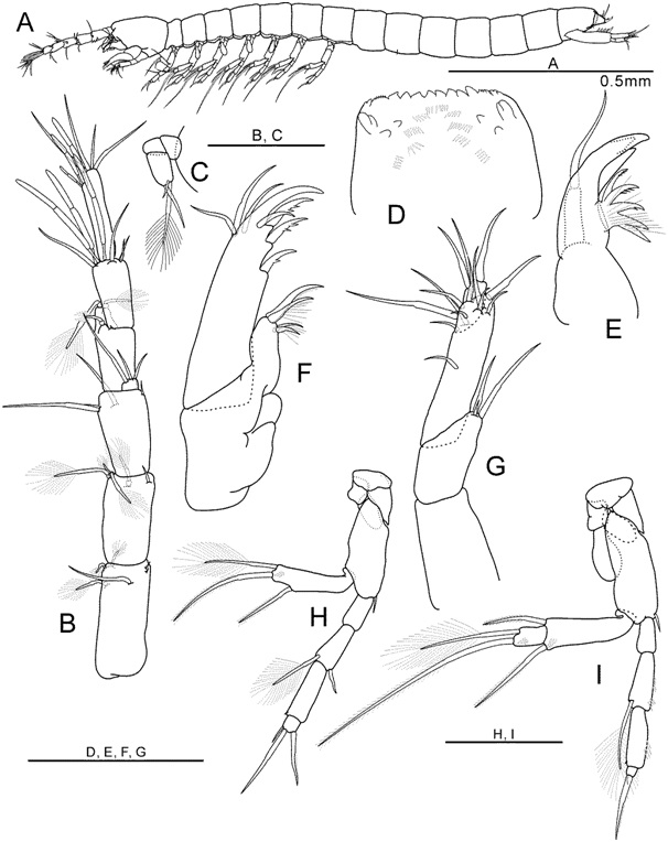 Arisubathynella imjinensis Park and Cho, 2015 (모식표본: ♀): (A) 일반체형(측면); (B) 제일촉각(등면); (C) 제이촉각(등면); (D) 상순(배면);